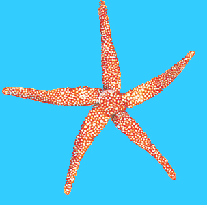 starfish